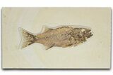 Uncommon Fish Fossil (Mioplosus) - Wyoming #349223-1